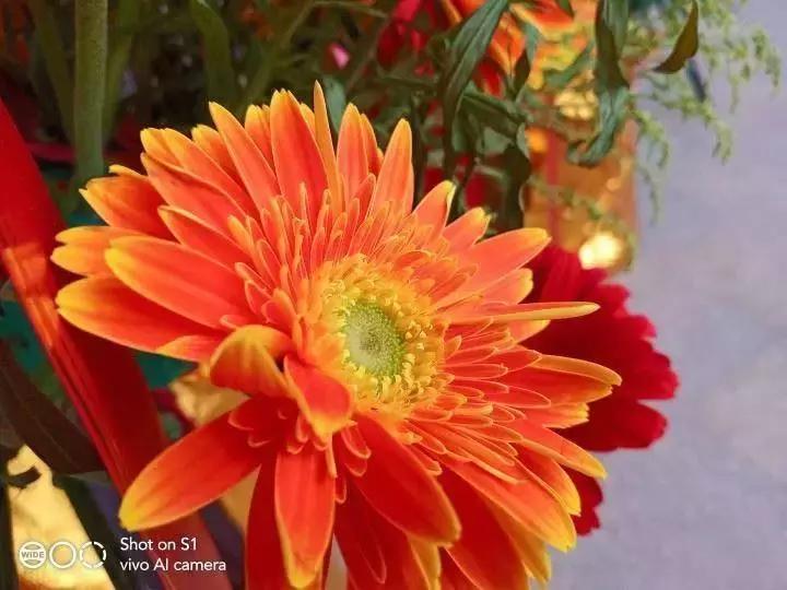 vivos1王者评测,vivos1全面测评