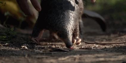 穿山甲除名是真的假的,穿山甲会被除名吗