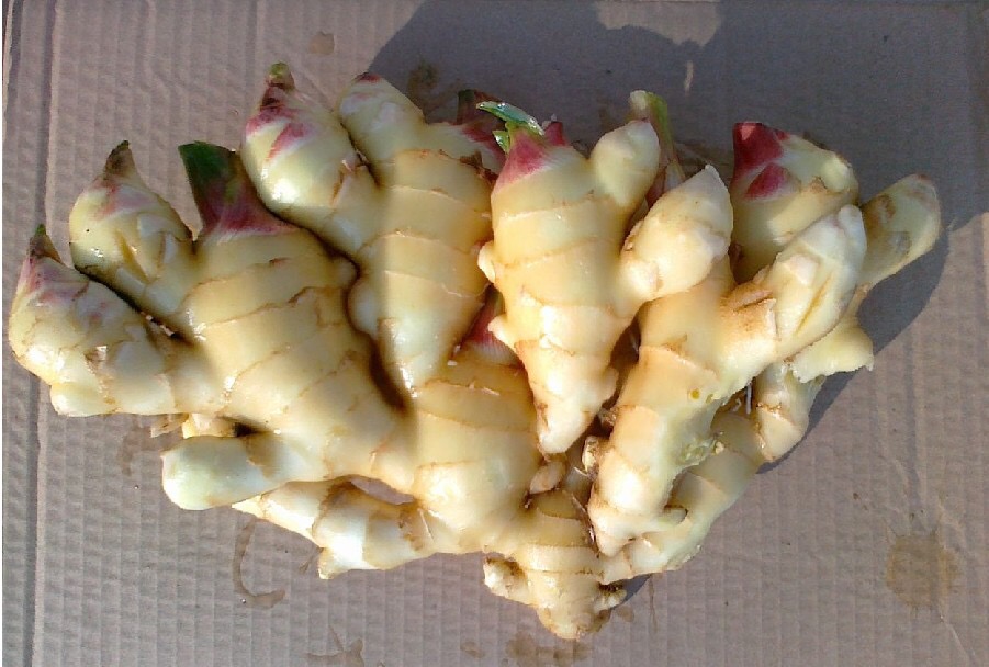 大姜种植技术与管理生长周期,大姜种植时间及管理技术