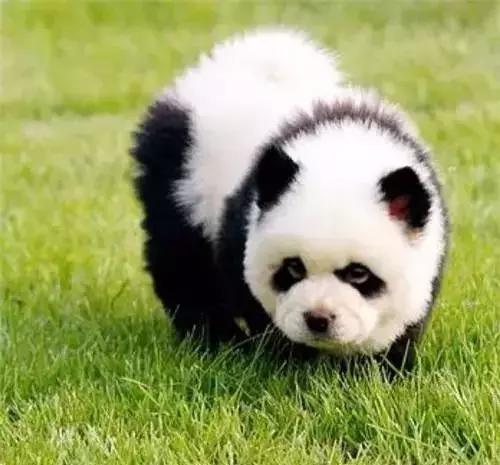 中国本土最古老的犬种之一,最古老的犬种是什么