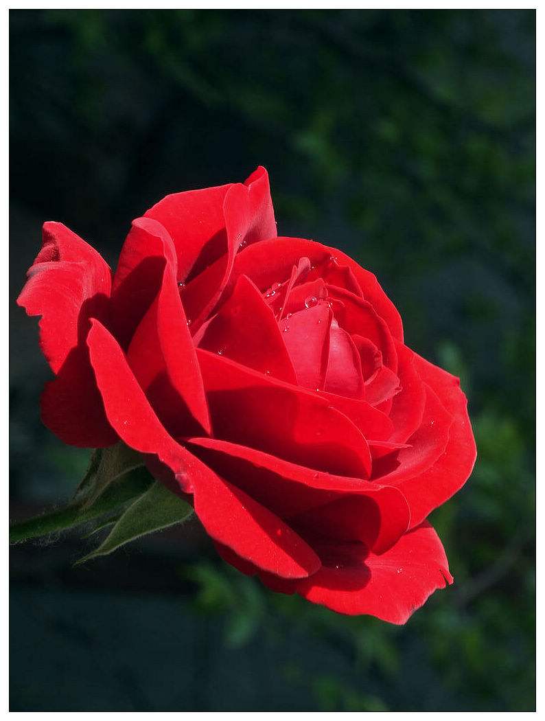 你送给情人的玫瑰其实是八味药,爱她别忘告诉她