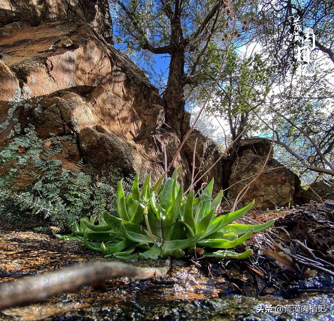 美国加州海岸仙女杯,美国仙女杯