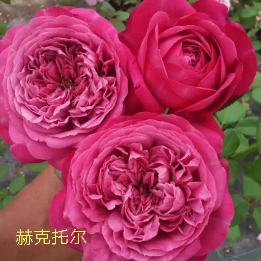 木村卓功推荐的月季,木村卓功月季