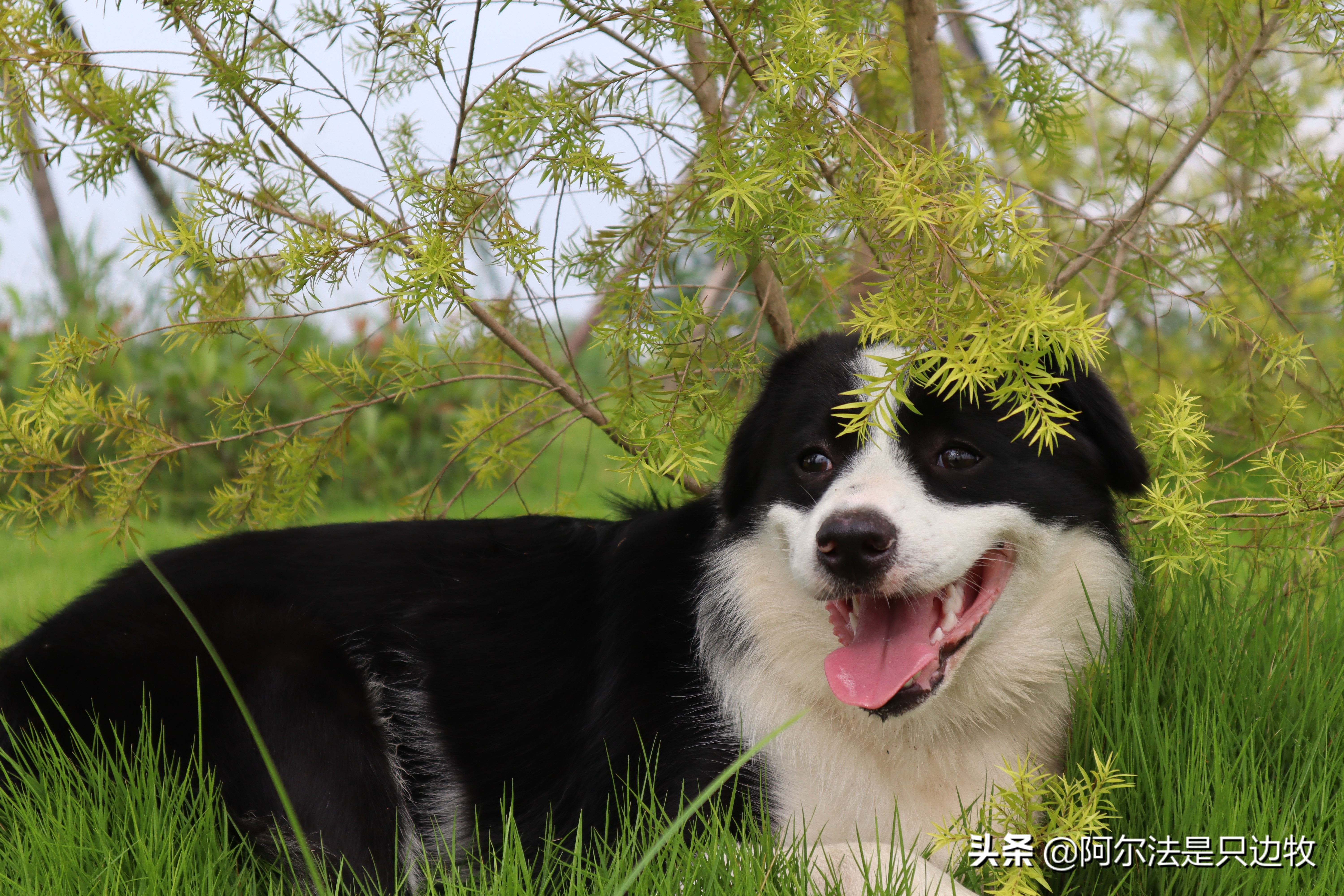 几乎每个狗狗都吃过屎？狗吃屎的原因是什么，如何才能解决