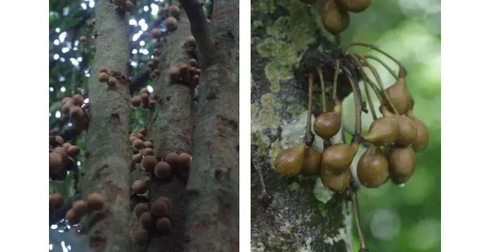 水果为什么特别甜是加了甜味素吗,现在水果这么甜是打了甜蜜素吗
