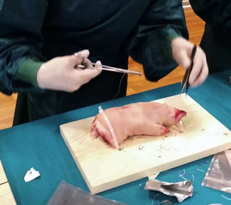 蚂蚁和羊肠是怎么把你和你“缝”在一起的?