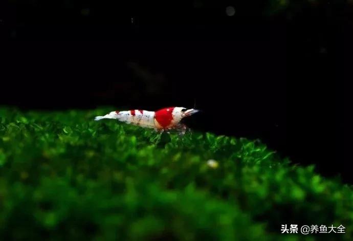 虾爆缸怎么办,极火虾怎么快速爆缸