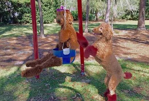 巨型贵宾犬为什么不建议养,巨型贵宾犬为什么少人饲养