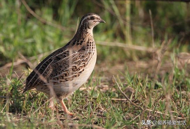 鹌鹑养殖投资计算,鹌鹑的养殖成本及利润率是多少呢