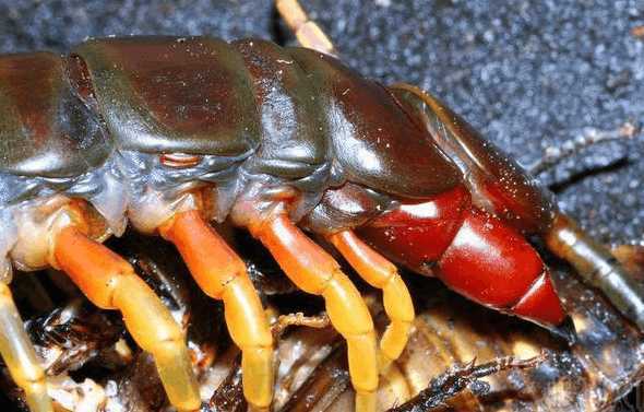 世界上最毒的蜈蚣排行,毒蜈蚣十大排行榜