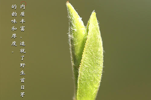 精选名茶白毫银针,白毫银针的历史起源和传说