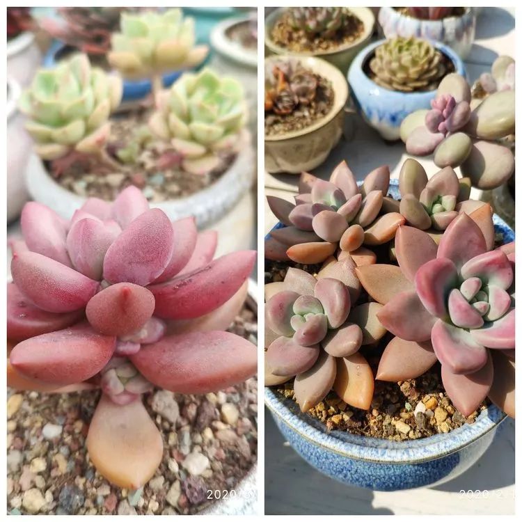 多肉不适合新手养,多肉入坑到什么程度好