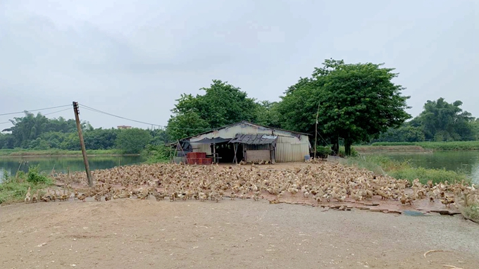 乡村振兴畜牧发展前景,乡村振兴渔业发展