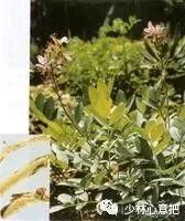 中药图片大全名称,中药图片大全带药名高清