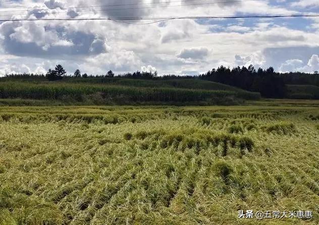 黑龙江省五常市：稻花香水稻缺点一大堆，看完你还会吃吗？