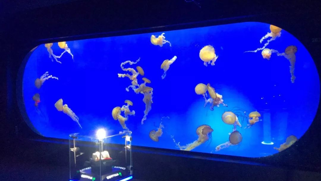 性价比高的石英潜水表,500米防水潜水表推荐