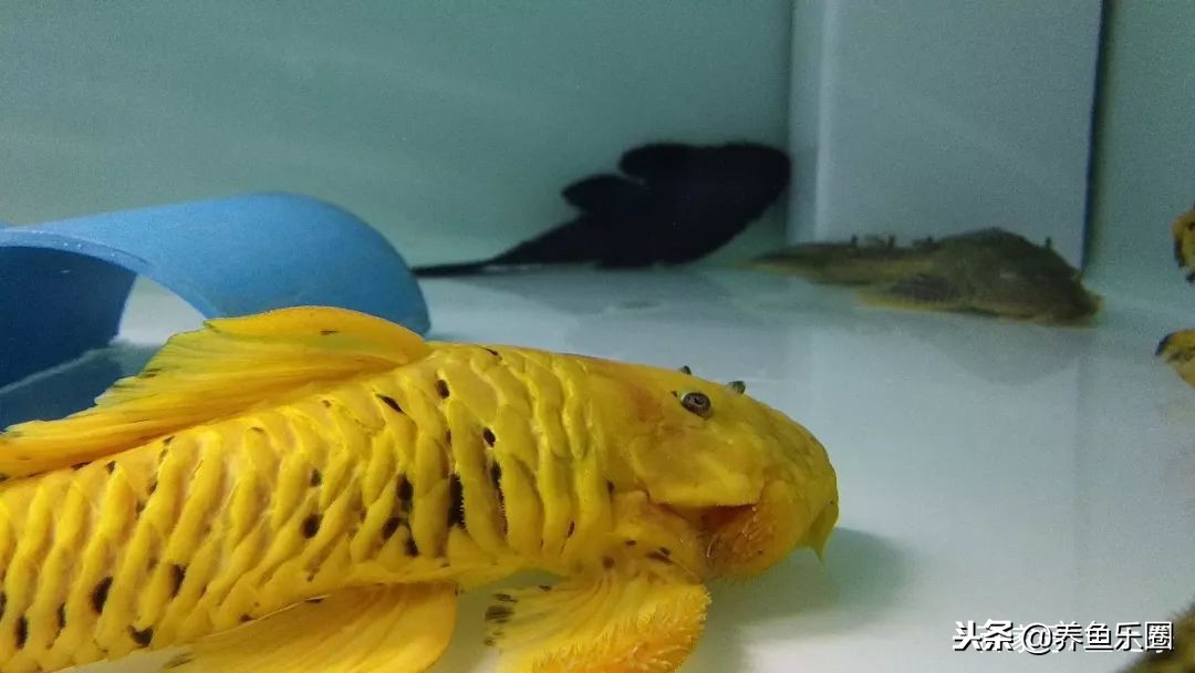 这位土豪家的渔场,光滤材就花了500多万,你确定不要见识一下?