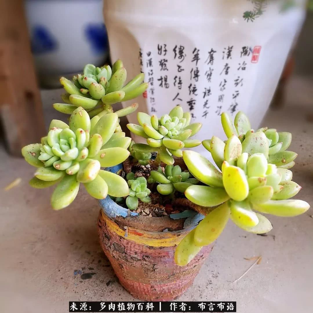 从多肉上感悟人生,多肉的真实生活感悟