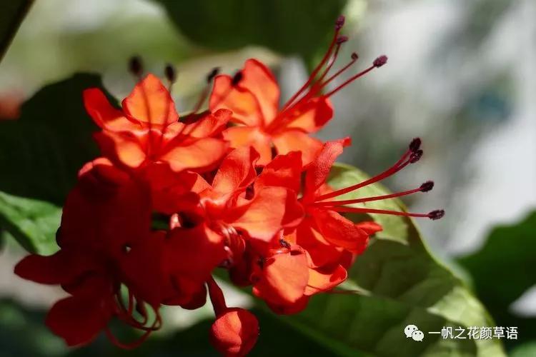 美丽赪桐(Clerodendrumspeciosissimum)