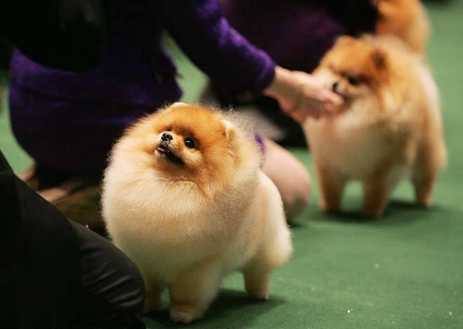 博美发情有什么症状,博美发情要制止吗