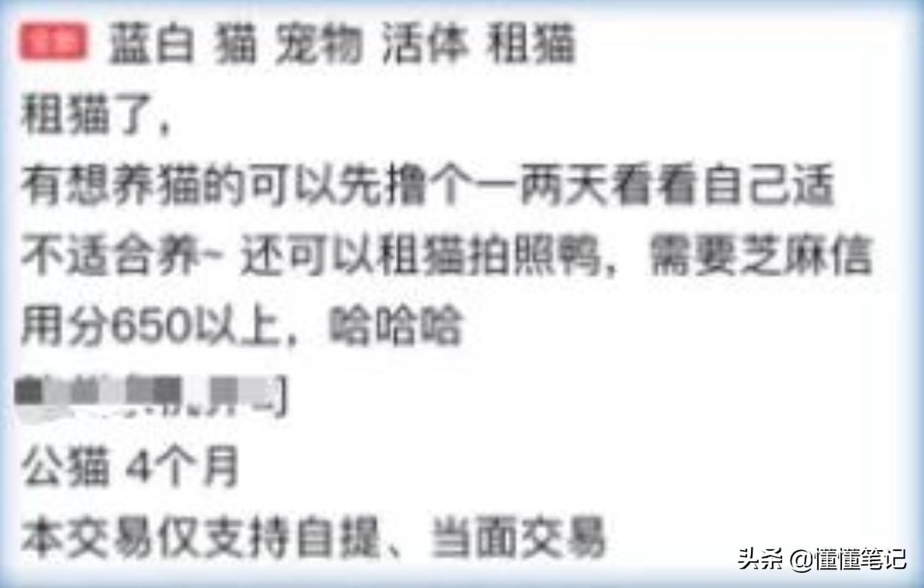 猫舍租猫,猫舍租猫多少钱一天