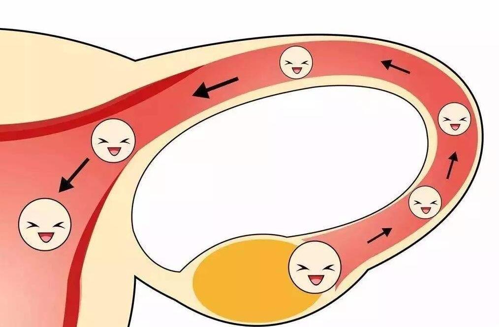 精卵结合后，为什么要在输卵管待好几天？几个原因让着床更踏实