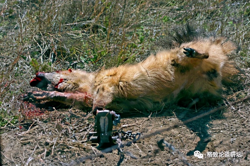 被称为“非洲最强挖掘机”的它，挖洞速度比6个人还快