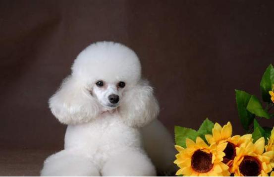 贵宾犬喂养幼犬的注意事项,怎样喂养宠物贵宾犬不得神经炎