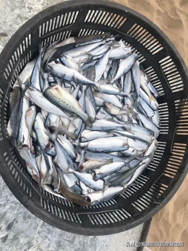 东戴河最值得去的海鲜市场,卖海鲜担心被别人坑怎么办