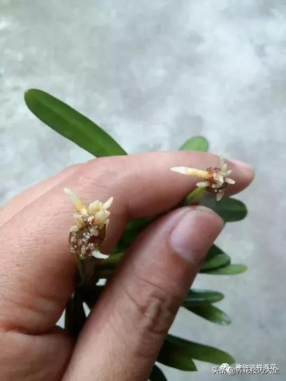 给花浇苹果醋,用醋浇花叶子发黄怎么办