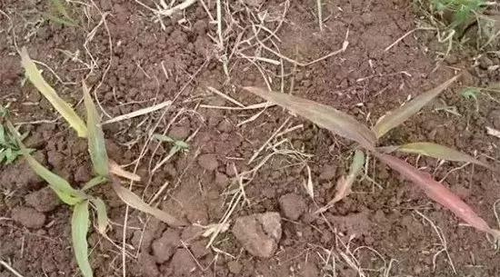 玉米发黄死苗用什么农药好,玉米苗死苗怎样防治