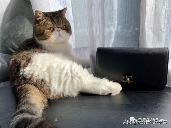 非常好看的宠物包,大家的包都带什么玩偶