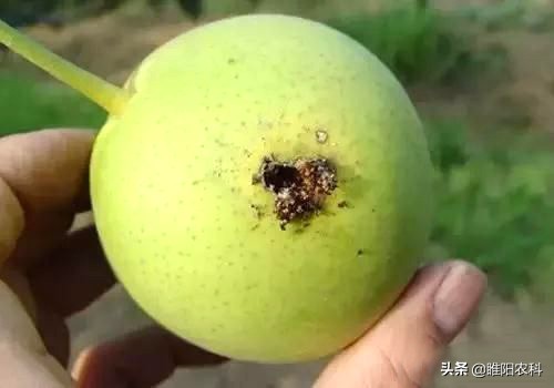 苹果钻心虫怎么治疗,苹果钻心虫用什么农药控制最有效