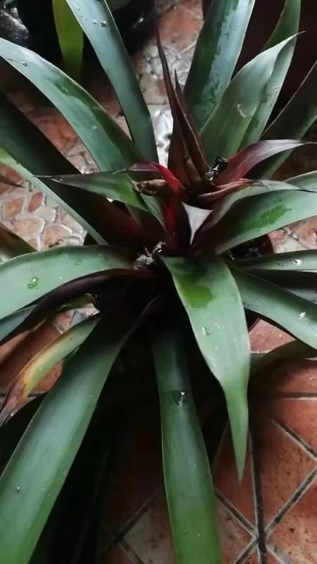 鸿运当头叶片萎缩干枯发黑,鸿运当头叶子干枯怎么回事