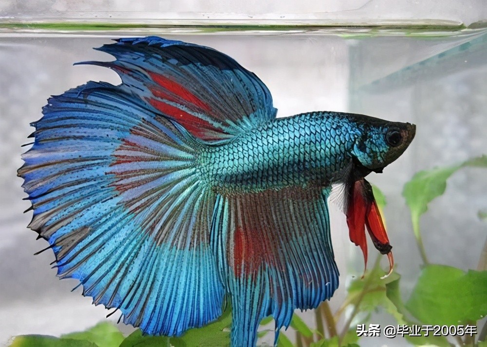 大连近海常见鱼类图鉴,大连哪里可以垂钓淡水鱼