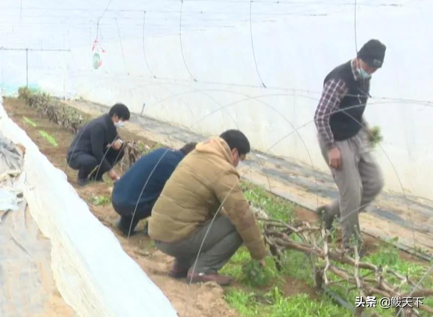沿滩党员干部奋战一线抗疫保春耕,抗疫与春耕生产党员大会