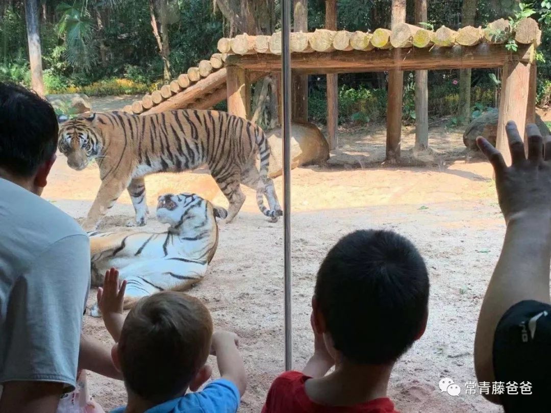 广州长隆游玩攻略水上乐园怎么去,过年去珠海长隆海洋王国游玩攻略