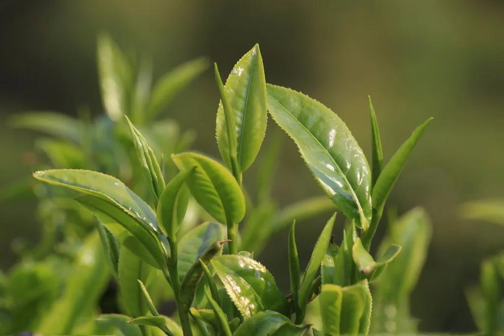 茶叶发酵的原理,科普茶叶的文章