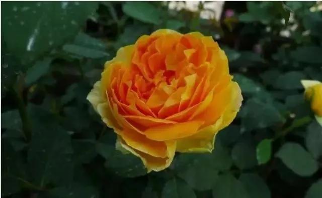 玫瑰有几种品种图片及名称,玫瑰品种分类名称及图片介绍