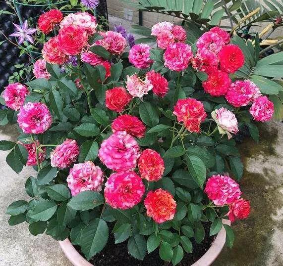 月季花有鸡粪怎么处理,养月季用什么粪