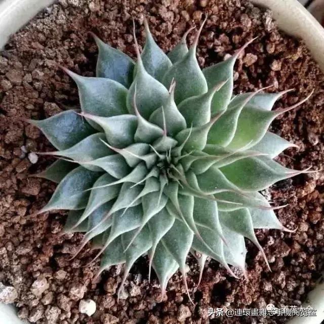 365种多肉图谱大全,365种鲜花图册大全