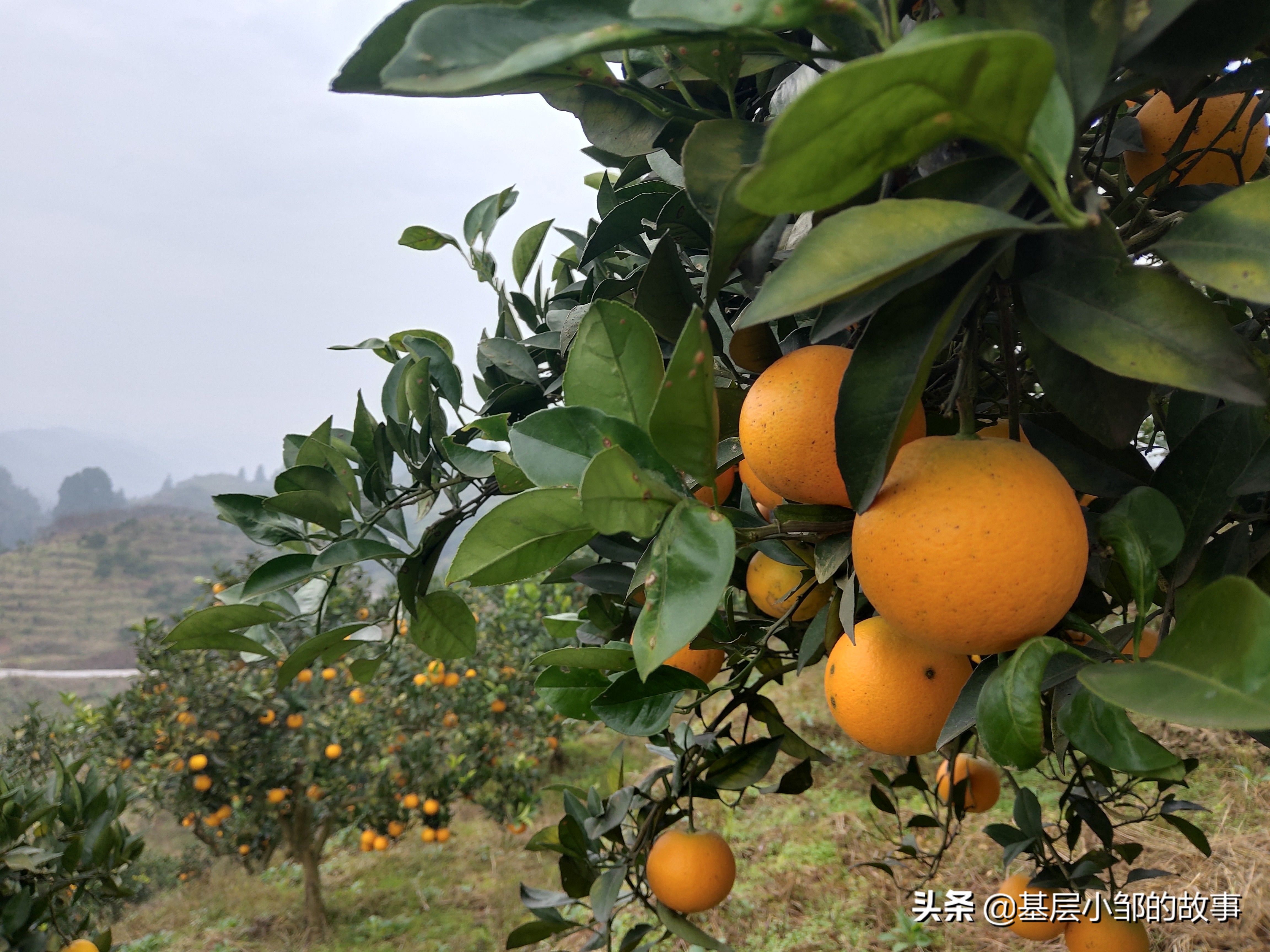 麻阳冰糖橙推介视频,橙子正宗麻阳冰糖橙整箱10斤大果