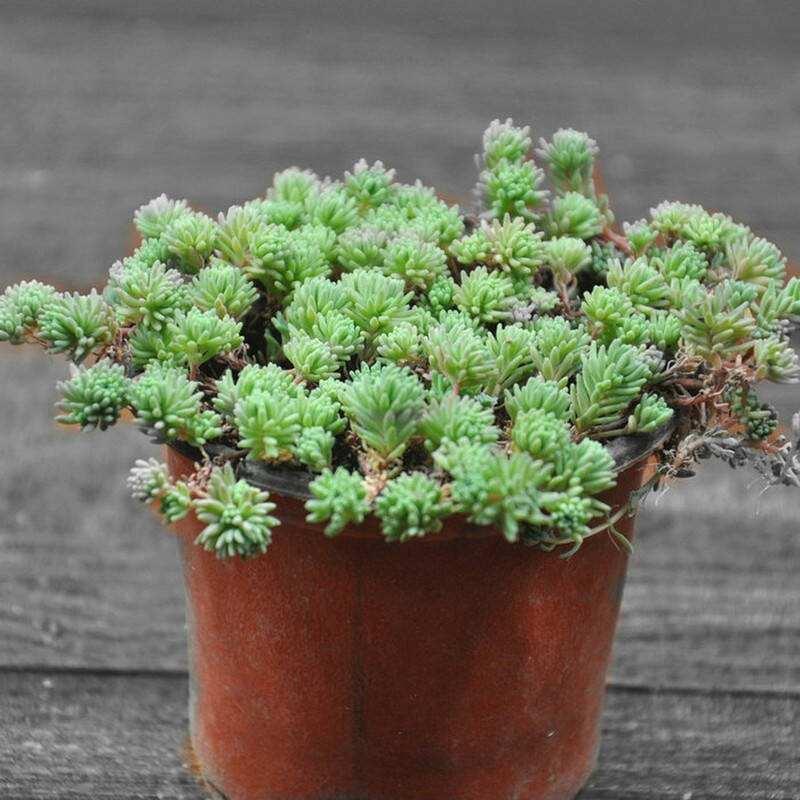 让多肉爆芽的方法,让多肉爆侧芽的方法是什么