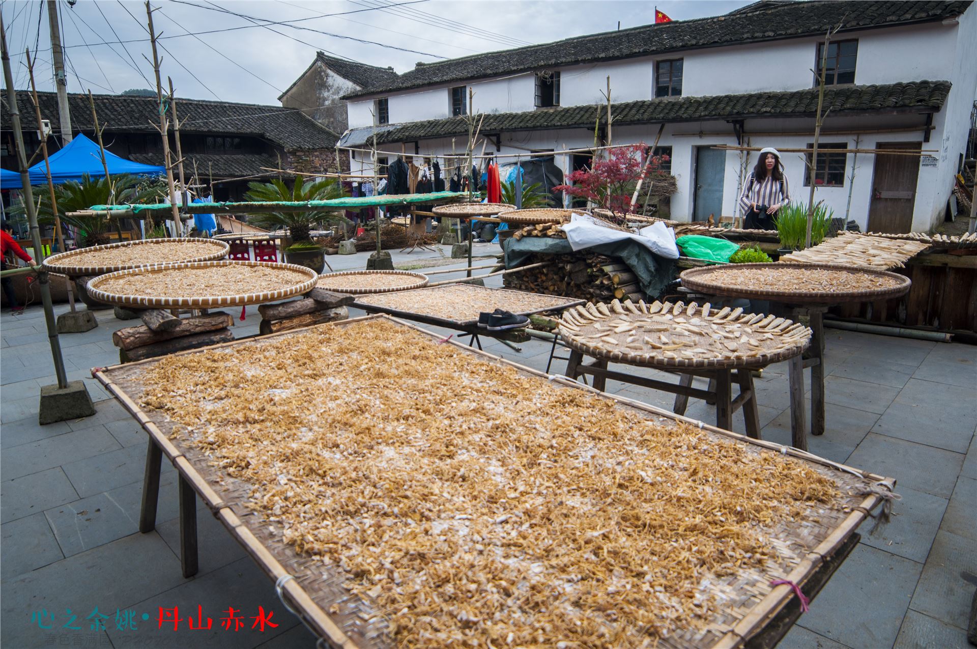 丹山赤水的老柿林景区,丹山赤水柿林古村