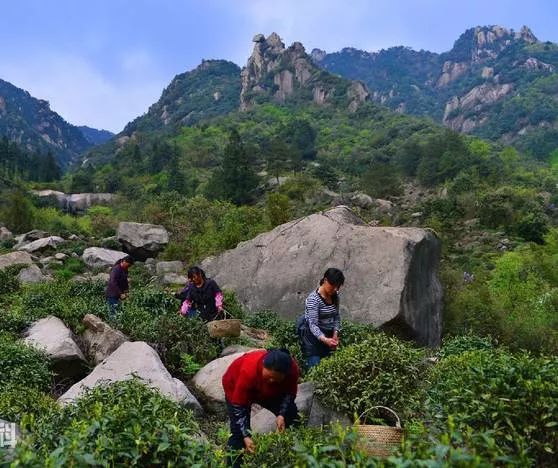 禅茶一味小故事,禅与茶的故事