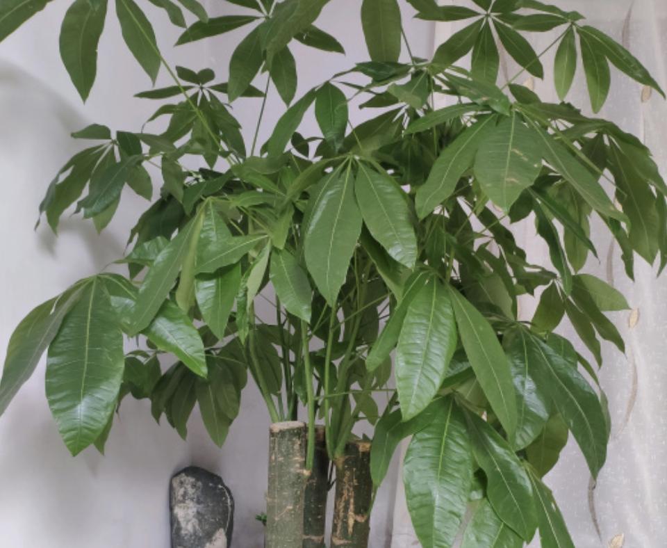 客厅养这5种花最忌讳这一点,家里适合养的花和植物风水