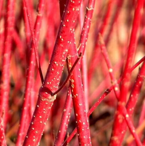 花艺插花常见花名有哪些,鲜花插花的技巧有哪些