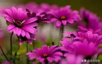 花语大全100种花图片,100种花的花语太全了