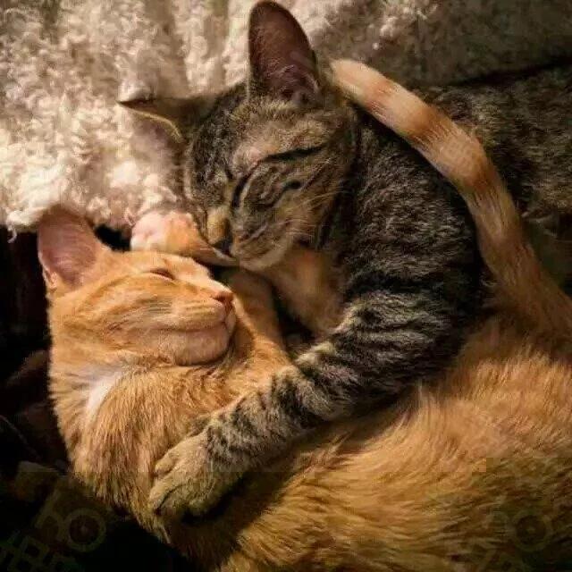 铲屎官常见问题,新手铲屎官发现猫咪拉肚子