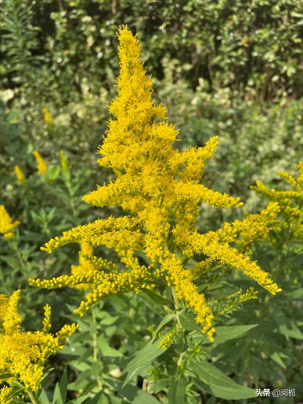 外来入侵物种，除了加拿大一枝黄花、小龙虾，你还知道哪些？